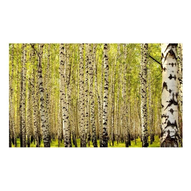 Fototapeta - Las brzozowy