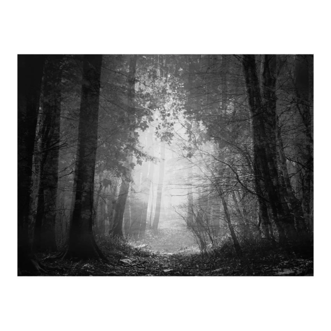 Fototapeta - Las cieni