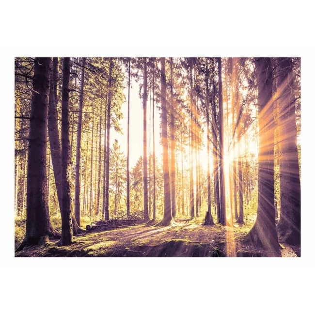 Fototapeta samoprzylepna - Leśne popołudnie