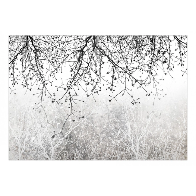 Fototapeta samoprzylepna - Naturalna jasność