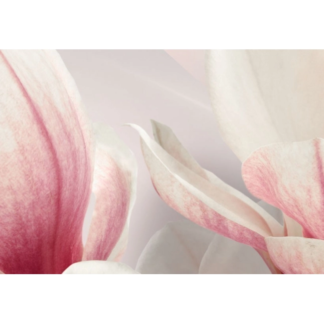 Obraz - Magnolia w rozkwicie OBRAZ NA PŁÓTNIE WŁOSKIM