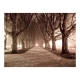 Fototapeta - drzewa park aleja