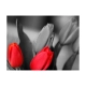 Fototapeta - Czerwone tulipany na czarno-białym tle