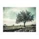 Fototapeta - drzewo - vintage
