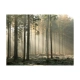 Fototapeta - Foggy November morning
