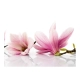 Fototapeta - Kwiat magnolii