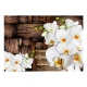 Fototapeta - Kwitnące orchidee