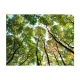 Fototapeta - Looking up at the trees