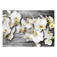 Fototapeta - Oziębłe orchidee III