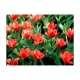 Fototapeta - Painted flowers