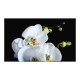 Fototapeta - Phalaenopsis