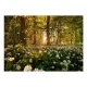Fototapeta samoprzylepna - Leśna flora
