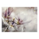 Fototapeta samoprzylepna - Subtelne magnolie - pierwszy wariant