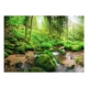 Fototapeta samoprzylepna - Wilgotny Las