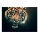 Fototapeta - Tygrys bengalski