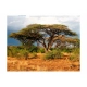 Fototapeta - W krainie Samburu, Kenia