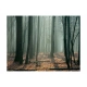 Fototapeta - Witches' forest