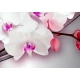 Obraz - Pieśń orchidei OBRAZ NA PŁÓTNIE WŁOSKIM