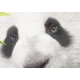 Obraz - Słodka mała panda OBRAZ NA PŁÓTNIE WŁOSKIM