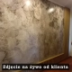 Fototapeta - Jurajski miłorząb liście beton natura